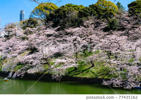 Sakura in Chidorigafuchi, Chiyoda-ku, Tokyo Sakura in Chidorigafuchi, Chiyoda-ku, Tokyo 77435162