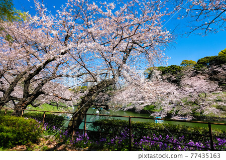 東京都千代田區千鳥淵的櫻花 東京都千代田區千鳥淵的櫻花 77435163