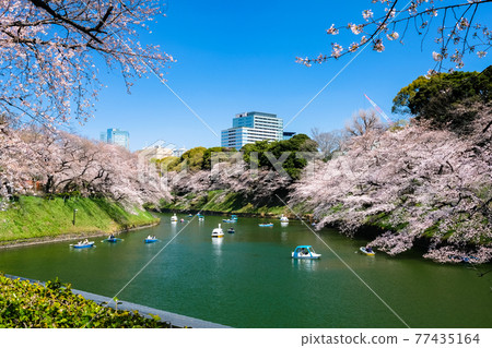 東京都千代田區千鳥淵的櫻花 東京都千代田區千鳥淵的櫻花 77435164