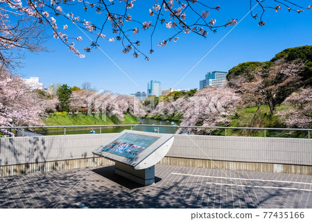 千代田區,東京春天千鳥淵櫻花和展望台 千代田區,東京春天千鳥淵櫻花和展望台 77435166