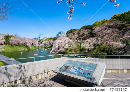 千代田區,東京春天千鳥淵櫻花和展望台 千代田區,東京春天千鳥淵櫻花和展望台 77435167