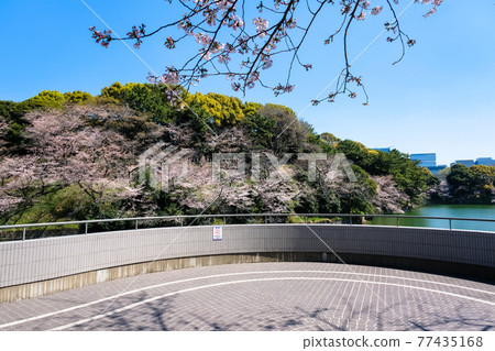 Chiyoda-ku, Tokyo Spring Chidorigafuchi Cherry Blossoms and Observatory Chiyoda-ku, Tokyo Spring Chidorigafuchi Cherry Blossoms and Observatory 77435168