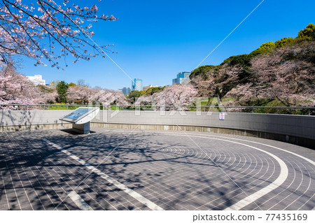 Chiyoda-ku, Tokyo Spring Chidorigafuchi Cherry Blossoms and Observatory Chiyoda-ku, Tokyo Spring Chidorigafuchi Cherry Blossoms and Observatory 77435169