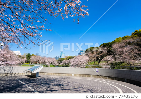 Chiyoda-ku, Tokyo Spring Chidorigafuchi Cherry Blossoms and Observatory Chiyoda-ku, Tokyo Spring Chidorigafuchi Cherry Blossoms and Observatory 77435170