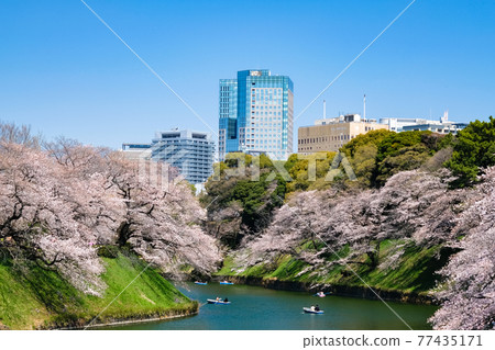 Sakura in Chidorigafuchi, Chiyoda-ku, Tokyo Sakura in Chidorigafuchi, Chiyoda-ku, Tokyo 77435171