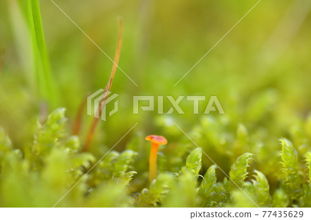 Hypnum plumae and mushrooms 77435629