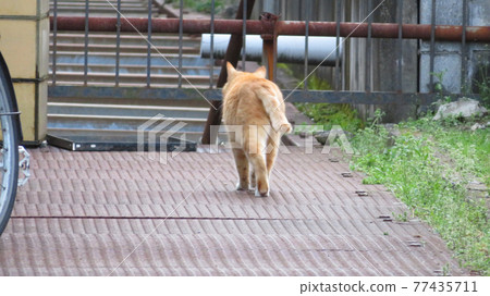 Tabby cat leaving Tabby cat leaving 77435711