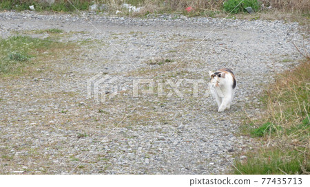Calico cat walking here Calico cat walking here 77435713