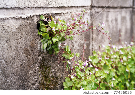 Ivy Ivy 77436036