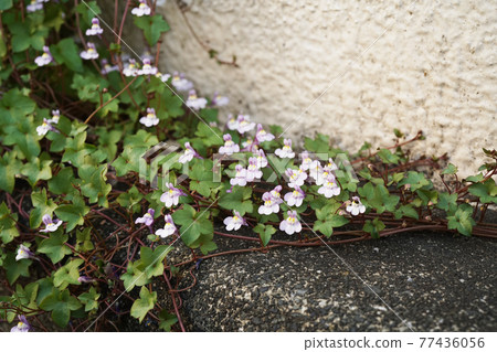 凱尼爾沃思常春藤 77436056