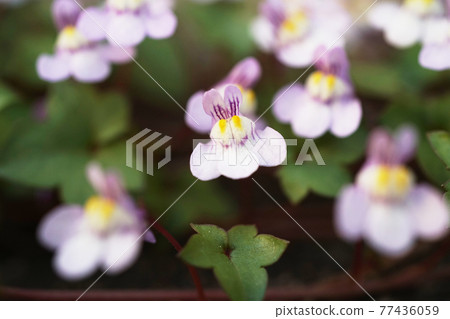 凱尼爾沃思常春藤 77436059