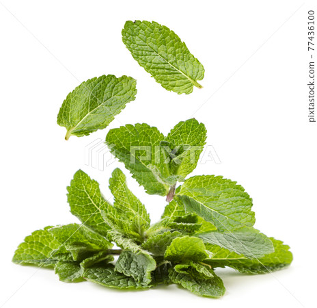 Fresh peppermint drops on a heap on a white background. Isolated Fresh peppermint drops on a heap on a white background. Isolated 77436100