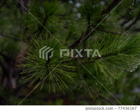 The beauty of an autumn misty forest The beauty of an autumn misty forest 77436167