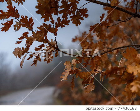 The beauty of an autumn misty forest The beauty of an autumn misty forest 77436168