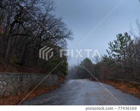 the morning autumn forest road in the fog the morning autumn forest road in the fog 77436169