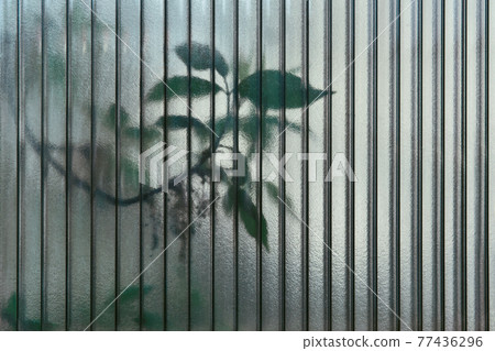 abstract background - leaves of living trees shine through a translucent polycarbonate sheet abstract background - leaves of living trees shine through a translucent polycarbonate sheet 77436296