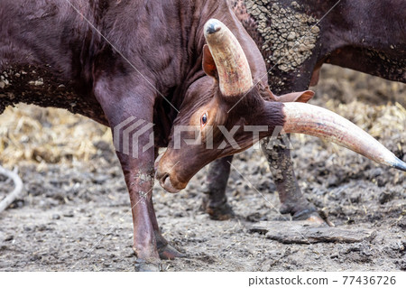 bull watussi bowed his head with big horns bull watussi bowed his head with big horns 77436726