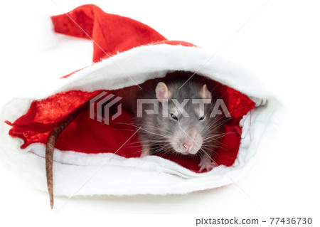 sly gray rats sits in shelter festive decor on a white background sly gray rats sits in shelter festive decor on a white background 77436730
