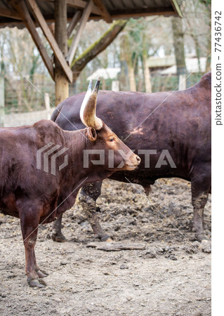 young bull watussi brown stands on the ground livestock on a farm 77436742