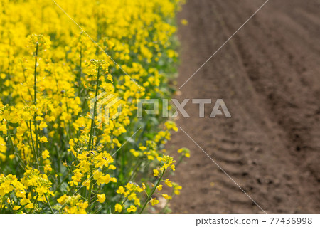 blooming canola on the background of a plowed field, eco farm, concept 77436998