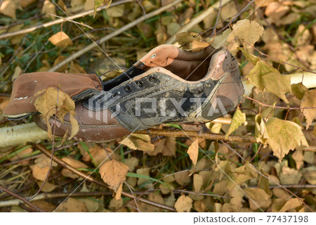 An old tattered sneaker stands on the branches. 77437198