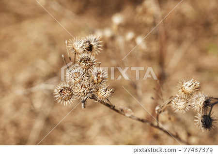 Dry burdock bush Dry burdock bush 77437379