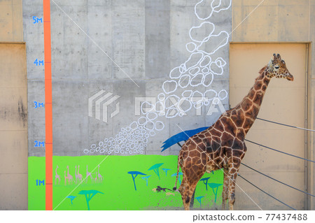 [北海道旭川市]旭山動物園的長頸鹿 77437488