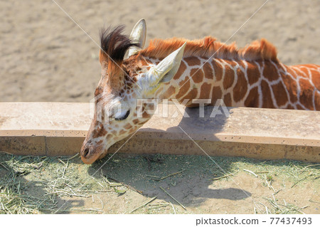 [Asahikawa City, Hokkaido] Giraffe at Asahiyama Zoo 77437493