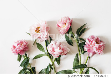 Blooming pink peonies flowers with green leaves isolated on white table background. Floral frame, banner. Flat lay, top view. Picture for blog. Feminine botanical composition. Styled stock photo. Blooming pink peonies flowers with green leaves isolated on white table background. Floral frame, banner. Flat lay, top view. Picture for blog. Feminine botanical composition. Styled stock photo. 77438012
