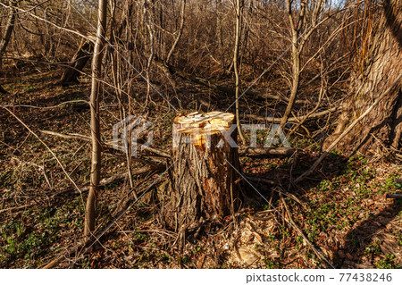 Rotten tree stump in the forest. Rotten tree stump in the forest. 77438246