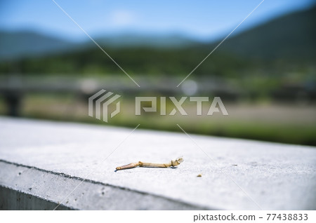 新混凝土上的枯枝 新混凝土上的枯枝 77438833