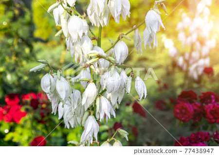 Beautiful close-up detail White Yucca filamentosa bush flowers wet with dew or rain drops blossoming at backyard garden on bright summer day. Yard flower decoration and landscaping design 77438947