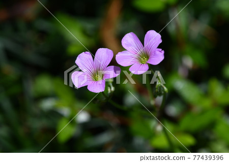 Murasaki Kabaki Murasaki Kabaki 77439396