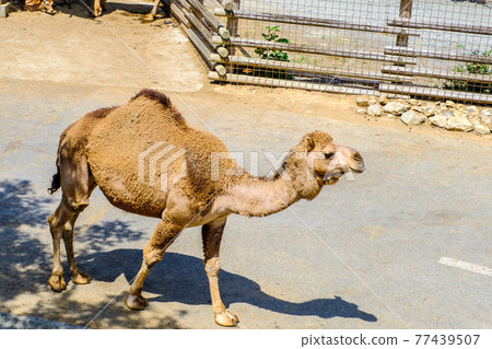 Walking camel 77439507