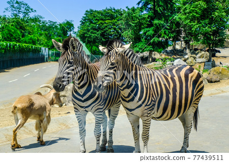 Zebra and goat Zebra and goat 77439511