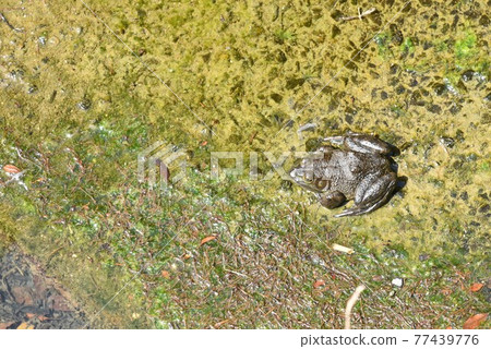 Bullfrog taken from a high place Bullfrog taken from a high place 77439776