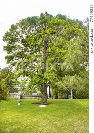 Guest House Akasaka Palace 英國伊麗莎白女王種植的橡樹 77439836