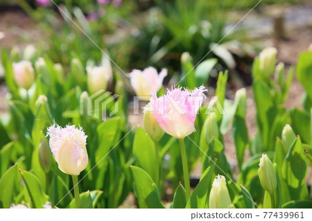 Tulip flower Huis Ten Bosch 77439961