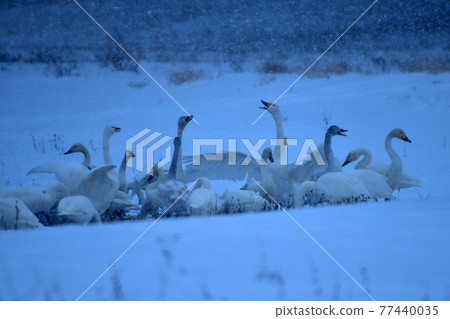 Swan in Lake Inawashiro Swan in Lake Inawashiro 77440035
