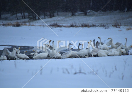 Swan in Lake Inawashiro Swan in Lake Inawashiro 77440123