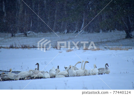 Swan in Lake Inawashiro Swan in Lake Inawashiro 77440124
