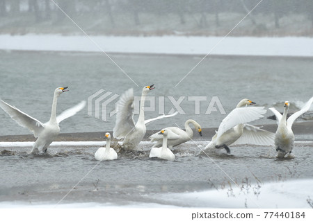 在豬苗代湖的天鵝 77440184