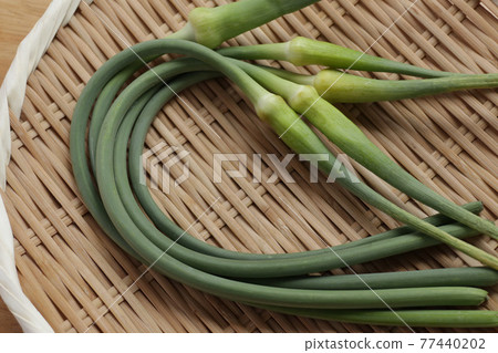 Garlic stalk on a colander 77440202