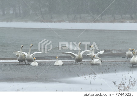 Swan in Lake Inawashiro Swan in Lake Inawashiro 77440223