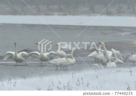 在豬苗代湖的天鵝 在豬苗代湖的天鵝 77440235