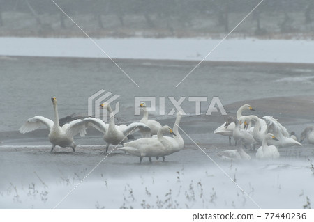 在豬苗代湖的天鵝 在豬苗代湖的天鵝 77440236