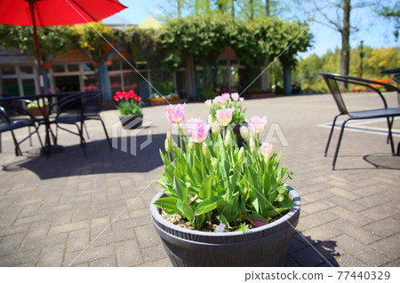 Tulip flower 77440329