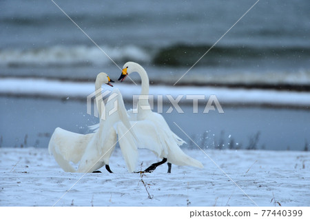 Swan in Lake Inawashiro Swan in Lake Inawashiro 77440399