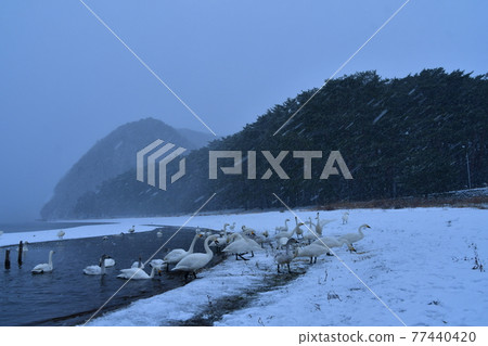 在豬苗代湖的天鵝 77440420