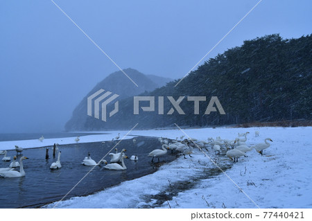 在豬苗代湖的天鵝 在豬苗代湖的天鵝 77440421